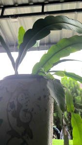 night queen plant.. indoor garden plant ( பிரம்ம கமலம்)