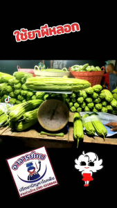 ชุดแปลงเพศดอกผสมเทียมติดโคตรดก