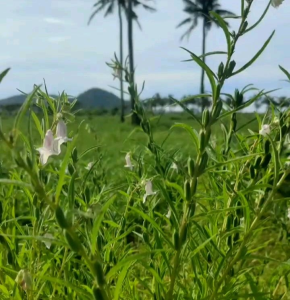 150 BUTIR BIJI/BENIH WIJEN PUTIH/WHITE SESAME