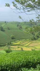 Chè bát tiên phú thọ (1kg)