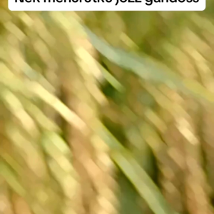 BENIH BIBIT PADI GALUR NUSANTARA KEMASAN 5 KG GABAH SUPER BERKUALITAS UNGGUL TERBARU