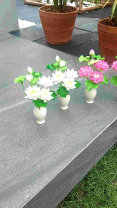 ดอกบัว การฉีดแจกดอกบัว ดอกบัวบูชา และดอกบัววางหิ้งพระ