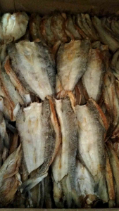 IKAN ASIN BLOSO ATAU IKAN GABUS LAUT ASIN