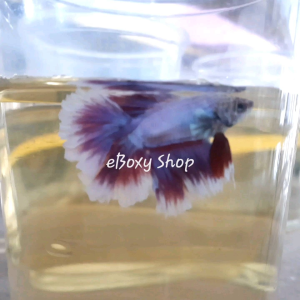 Rosetail Bicolor Halfmoon Betta