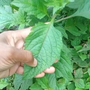 Rumput Knop /Hiptis Capitata Jacq ( Herbal Kesehatan ) Kemasan 700 Gram