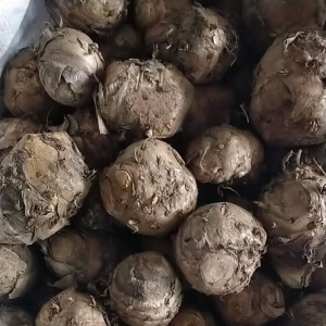 Temulawak Murah Fresh 1kg: Manfaat & Cara Penggunaan