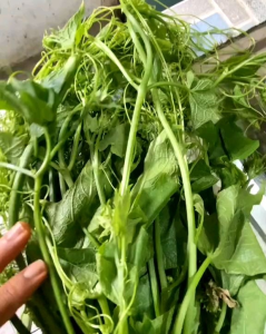 (KEMASAN PREMIUM) BIJI/BENIH TANAMAN PUCUK LABU IMPORT