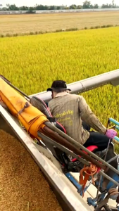 PADI SR V3 BENIH UNGGUL KUALITAS SUPER 1 KG