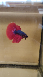 Haftmoon Betta Fish B3 - Mascot (Junior)