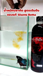 น้ำหมักปลากัด Giants Betta (สูตรเข้มข้น)📌ขนาดบรรจุ 500 ml