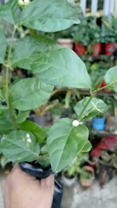 Sampaguita is a small woody vine or shrub (0.5–3 meters) widely known for its intensely fragrant small white star-shaped flowers that bloom year-round
