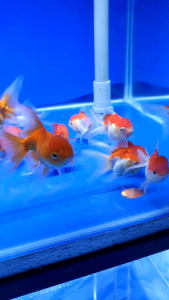 Lionhead Goldfish/Ornamental fish/Freshwater/Readystock