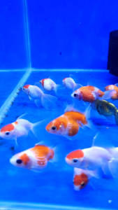 Assorted Red Cap Goldfish/Ornamental fish/Freshwater/Readystock