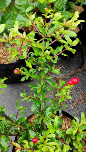 Mini Pomegranate (Punica granatum nana) -  - Pokok Delima Mini - छोटा अनार Pomegranate Mini – A Juicy Bitesize Delight Compact Edible Tree Rich in Antioxidants Perfect for Pots Tropical Garden LIVE PLANT
