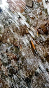 Seamoss Gel  Super Food  92minerals Out of 102 need of Body. high Immunity