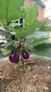 Bibit Benih Terong Ungu Bulat Tahan Virus Isi 2200 butir VIOLET 10 GRAM YOU SEED setara nasubi