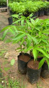 ต้นมะกอกฝรั่ง(ต้นเตี้ย)แพ็ค2ต้น169บาท สุดยอดมะกอกพันธุ์นี้ต้นเตี้ย แต่ลูกไม่เตี้ยตามนะค่ะ ผลดก เป็นมะกอกทานเนื้อ เนื้อในเป็นสีขาวอมเขียว รสเปรี้ยวอมหวานมัน