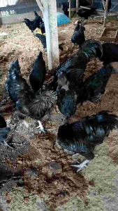 ไข่เชื้อไก่ดำอินโดนีเซีย เลือด💯 Ayam Cemani ชุดเซส 25 แถม3