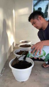 Benih Nanas MD2 Fresh dari Ladang