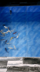 Platinum Koi/Ornamental fish/Freshwater/Readystock