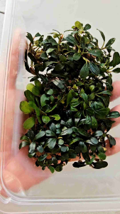 Bucephalandra Mini Coin- Aquatic Best Channel[ABC] - Aquarium plant
