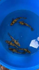 JAPAN KOI KI UTSURI 20-23cm from MARUSEI KOI FARM ( HIGH GRADE ) RM688 per koi