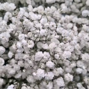 (KEMASAN PREMIUM) BIJI/BENIH BUNGA BABY BREATH