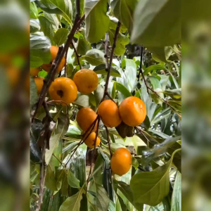 5 BIJI BENIH POHON BUAH KESEMEK / ORIENTAL PERSIMMON