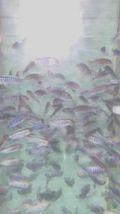 African Demasoni Cichlid / Live Fish 蓝非洲王子