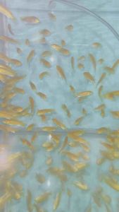 Electric Yellow Cichlid / Live Fish 非洲王子