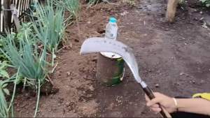 Arit Deres Sadap Kelapa/ Sadap Aren/Sadap Pohon Karet Cap Dewi Bintang