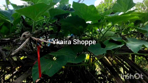 Upo Jumbo Variety 5kg Bunga Seeds & 3 Seeds Planting Kit