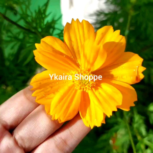 100 seeds for planting cosmos orange  flower garden plant