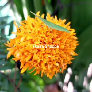 Binhi Pantanim Seeds: Planting Marigold Flowers in Your Outdoor Garden