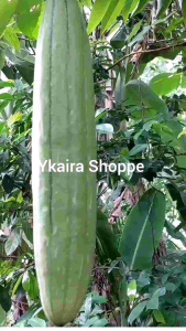 binhi 50 seeds for planting vegetable patola vine plant