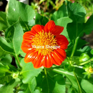 Binhi Pantanim Seeds: An Anti-Mosquito Tithonia Outdoor Garden Plant