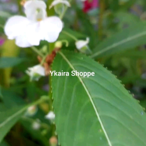 100 seeds for planting binhi pantanim snow white balsam kamantigi flower