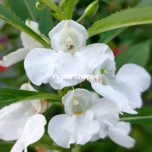 Balsam Kamantigue Snow White Flower: A Guide to Growing 10 Beautiful Garden Flowers