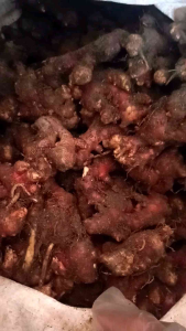 jahe merah segar 1kg-jahe merah medan-jahe merah segar 1kg super-rempah herbal-jahe segar-jahe merah original-wedang jahe-jahe merah super 1kg-jahe merah asli-jahe merah - Lazada