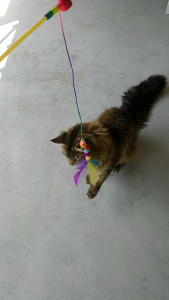 ของเล่นแมว ไม้ล่อแมว ขนนก แพ็ค 12 ชิ้น