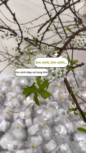 BÁNH IN NHÂN DỪA NON NGỌT VỪA đặc biệt ĐẠT LA CÀ Dat La Ca Bánh In Thủ Công 15 Ngày Bánh In Dừa Mini 200 Gram - Lazada