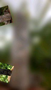 đá cảnh đã tạo rãnh chồng cây ký đá cao 25-30 cm