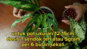 Pupuk Merah Slow Release SK Cote 19-10-13 +25MgO+TE. Untuk TANAMAN HIAS ALGONEMA MONSTERA