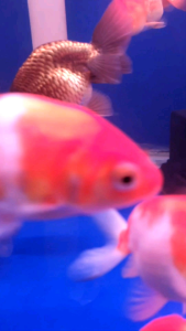 Ranchu Goldfish Import China/Ornamental fish/Freshwater/Readystock