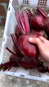 Buah bit-beet merah paket ekonomis 5 kg