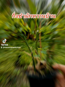 ผักหวานบ้านแบบถุงดำพร้อมปลูกต้นละ 15 บ.10 ต้น 150 บ.แถม1ถุง