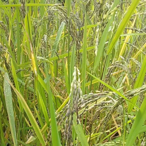 jual benih padi beras ketan Hitam perbungkus