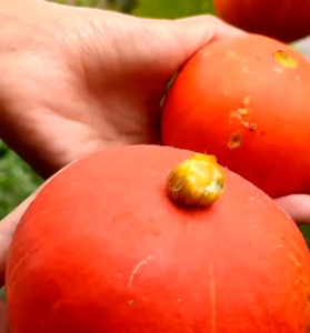 5 BUTIR BIJI/BENIH TANAMAN LABU KAGUM/KABOCHA