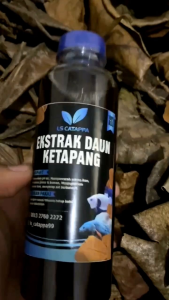 Ekstrak Daun Ketapang Laut Premium Pekat Fermentasi