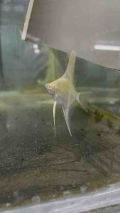 Albino Datum Angelfish /LiveFish/白子斯卡神仙鱼